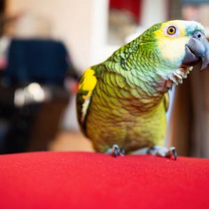 Yellow-naped