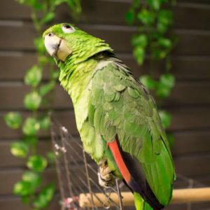 Amazon Parrot