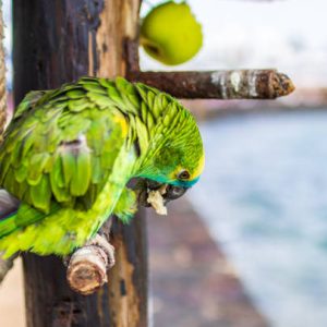Blue-Fronted Amazon